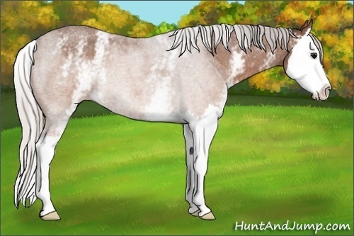 Horse Color:White Spotted Silver Brown Roan Splash Rabicano