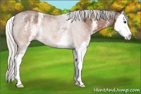 Horse Color:White Spotted Silver Brown Roan Splash Rabicano