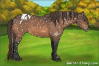 Horse Color:Buckskin Snowflake Varnish 
