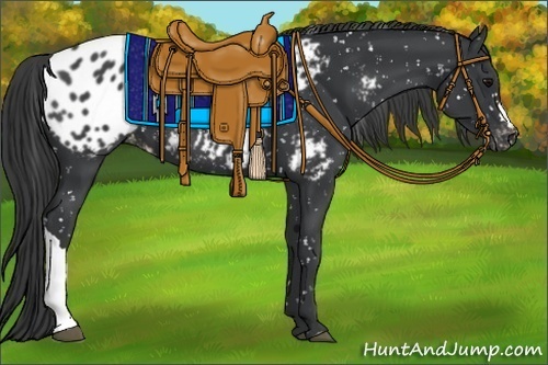 Horse Color:Black Appaloosa 