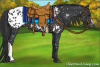 Horse Color:Black Appaloosa 