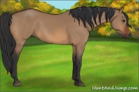 Horse Color:Bay Dun 