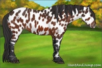 Horse Color:Bay Appaloosa 