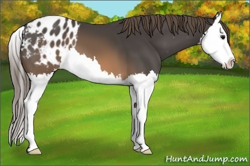 Horse Color:Buckskin Splash Blanket 