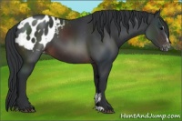Horse Color:Brown Sabino Blanket