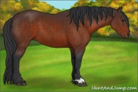 Horse Color:Brown 