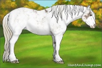 Horse Color:Liver Chestnut Sabino Splash