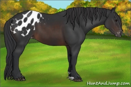 Horse Color:Brown Appaloosa 