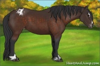 Horse Color:Brown Sabino Appaloosa