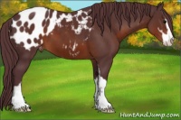 Horse Color:Chocolate Brown Sabino Appaloosa