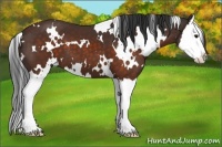 Horse Color:White Spotted Brown Sabino Splash