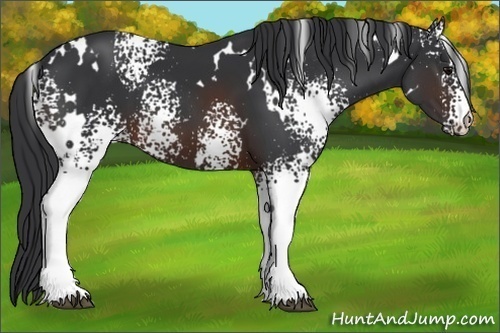 Horse Color:White Spotted Brown 
