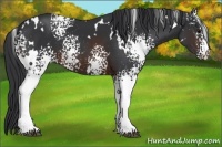 Horse Color:White Spotted Brown 
