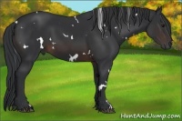 Horse Color:White Spotted Brown 