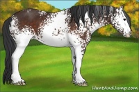 Horse Color:White Spotted Brown 