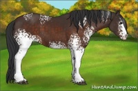 Horse Color:White Spotted Brown 