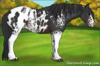 Horse Color:White Spotted Brown Sabino Appaloosa 