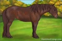 Horse Color:Chocolate Brown Appaloosa