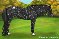 Horse Color:Gray Black Appaloosa 