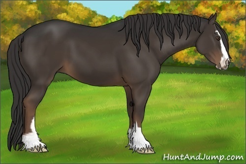 Horse Color:Liver Chestnut Sabino 