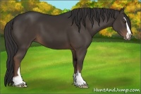 Horse Color:Liver Chestnut Sabino