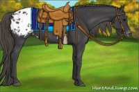 Horse Color:Smoky Black Appaloosa 