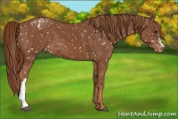 Horse Color:Chestnut Appaloosa
