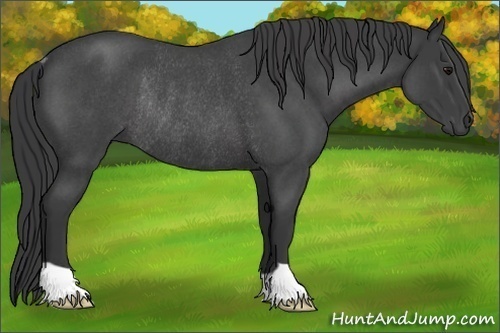 Horse Color:Blue Roan Rabicano 