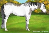 Horse Color:White Spotted Grullo Splash Frame
