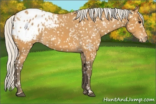 Horse Color:Silver Bay Appaloosa 