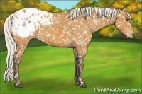 Horse Color:Silver Bay Appaloosa 