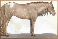 Horse Color:Liver Chestnut Pearl Appaloosa 