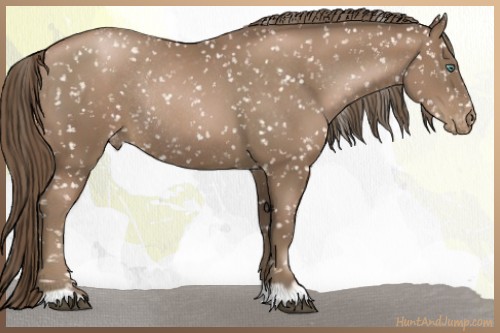 Horse Color:Black Pearl Appaloosa Rabicano 