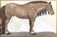 Horse Color:Black Pearl Snowflake VarnishRabicano 