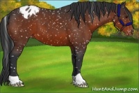 Horse Color:Bay Appaloosa