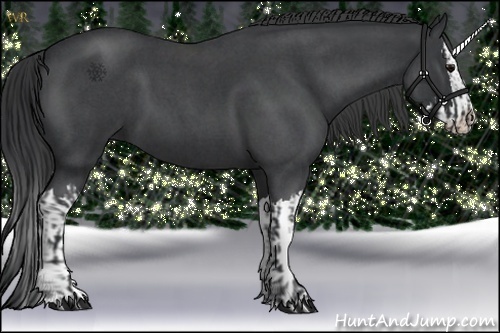 Horse Color:Blue Roan and Blue Roan Splash