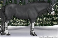 Horse Color:Blue Roan and Blue Roan Splash