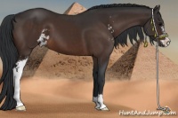 Horse Color:Brown Sabino 