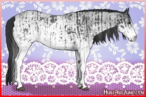 Horse Color:White Spotted Blue Roan Rabicano and White Spotted Blue Roan Rabicano