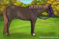 Horse Color:Liver Chestnut Rabicano 