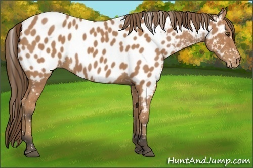 Horse Color:Buckskin Appaloosa 