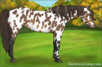Horse Color:Buckskin Appaloosa 