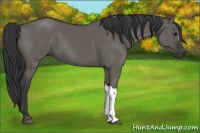 Horse Color:Grullo 