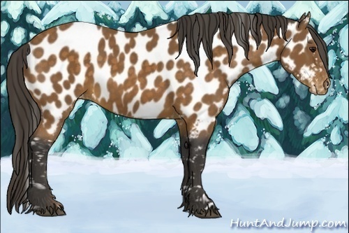 Horse Color:Buckskin Appaloosa 