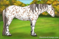 Horse Color:Buckskin Near Leopard 