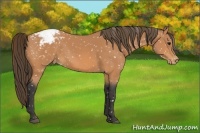 Horse Color:Buckskin Appaloosa