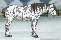Horse Color:Smoky Blue Roan Appaloosa 