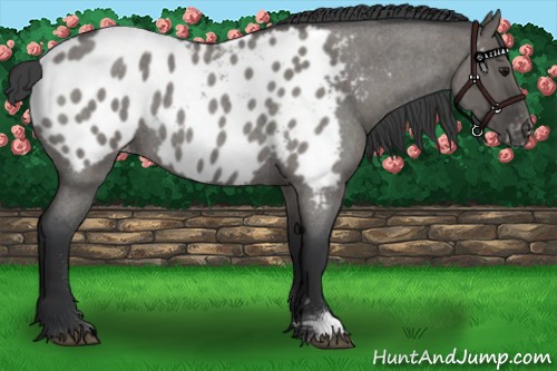 Horse Color:Grullo Roan Appaloosa 