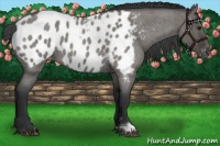Horse Color:Grullo Roan Appaloosa 