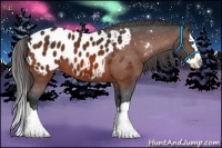 Horse Color:Bay Splash Appaloosa